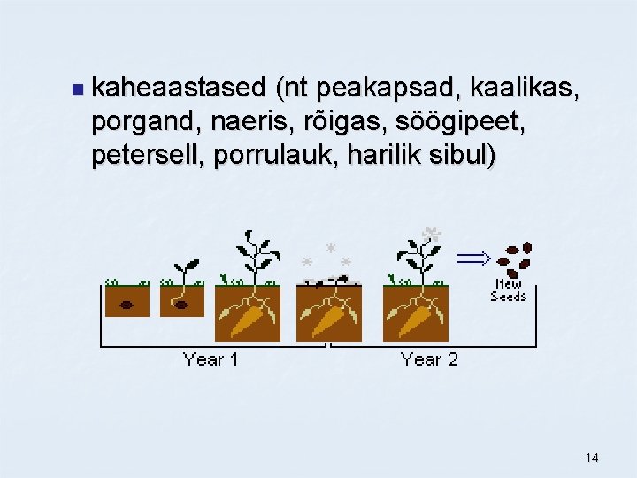 n kaheaastased (nt peakapsad, kaalikas, porgand, naeris, rõigas, söögipeet, petersell, porrulauk, harilik sibul) 14