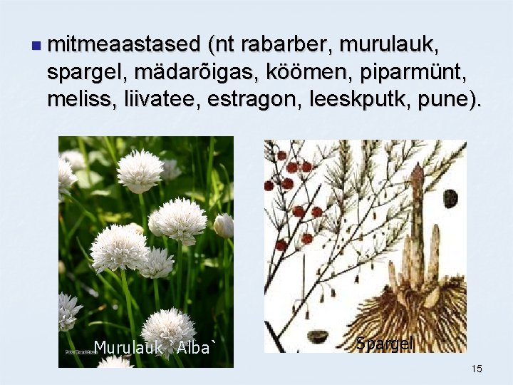 n mitmeaastased (nt rabarber, murulauk, spargel, mädarõigas, köömen, piparmünt, meliss, liivatee, estragon, leeskputk, pune).