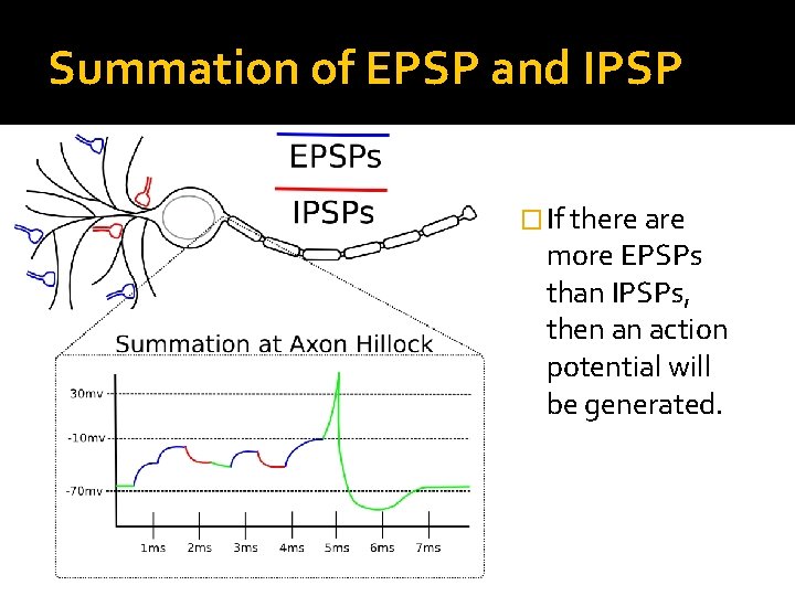 Summation of EPSP and IPSP � If there are more EPSPs than IPSPs, then