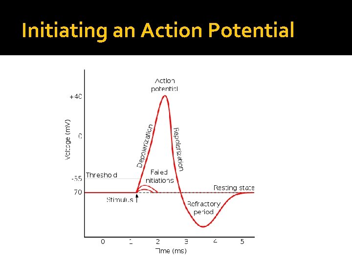 Initiating an Action Potential 