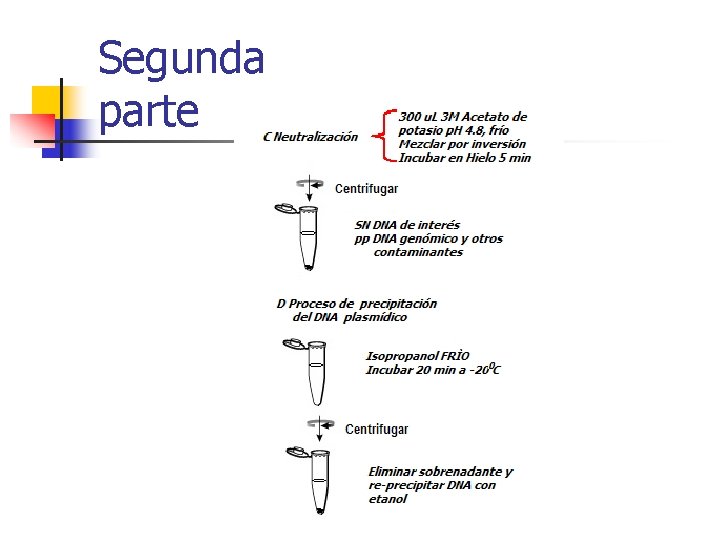 Segunda parte 