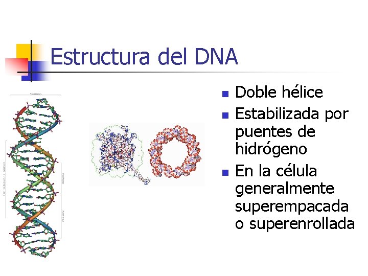 Estructura del DNA n n n Doble hélice Estabilizada por puentes de hidrógeno En