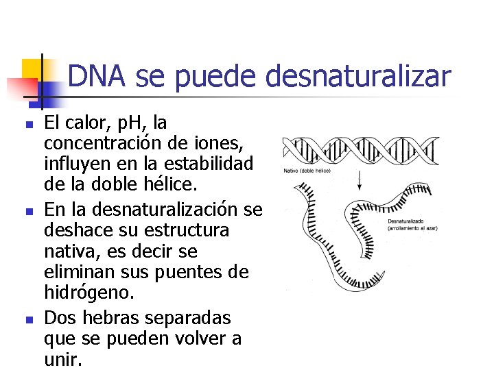DNA se puede desnaturalizar n n n El calor, p. H, la concentración de
