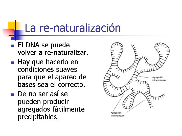 La re-naturalización n El DNA se puede volver a re-naturalizar. Hay que hacerlo en