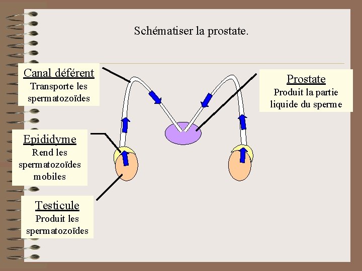 Schma fonctionnel de lappareil reproducteur masculin Schmatiser les