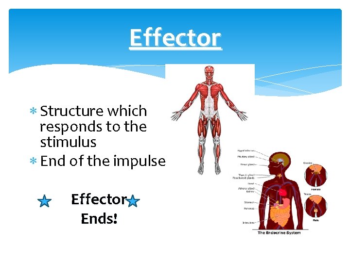 Effector Structure which responds to the stimulus End of the impulse Effector Ends! 