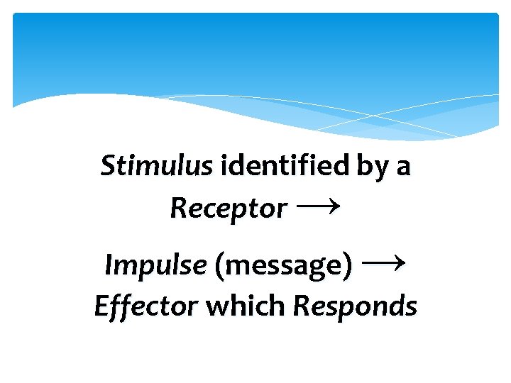 Stimulus identified by a Receptor → Impulse (message) → Effector which Responds 