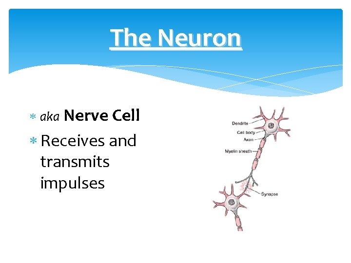The Neuron aka Nerve Cell Receives and transmits impulses 