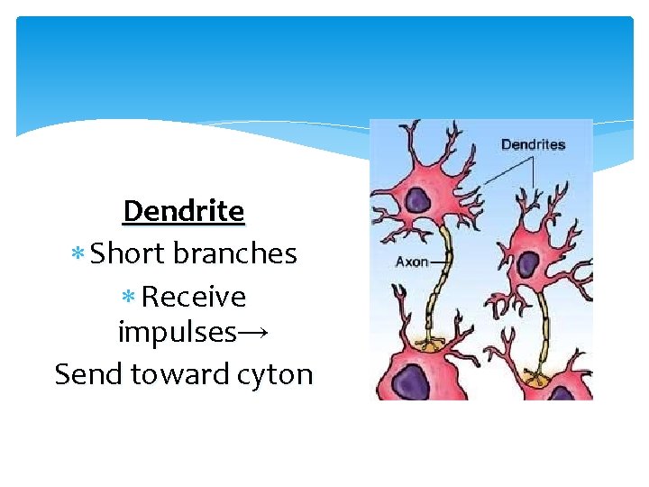 Dendrite Short branches Receive impulses→ Send toward cyton 