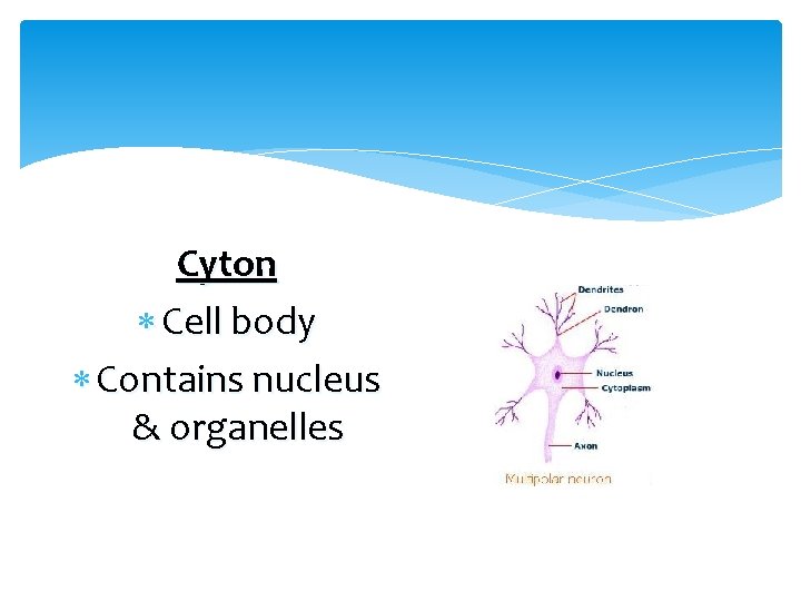 Cyton Cell body Contains nucleus & organelles 