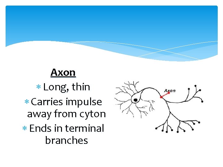 Axon Long, thin Carries impulse away from cyton Ends in terminal branches 