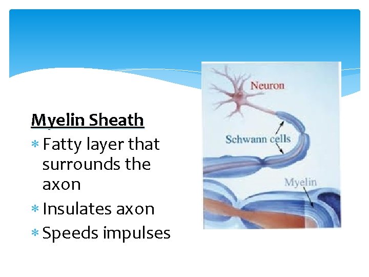 Myelin Sheath Fatty layer that surrounds the axon Insulates axon Speeds impulses 