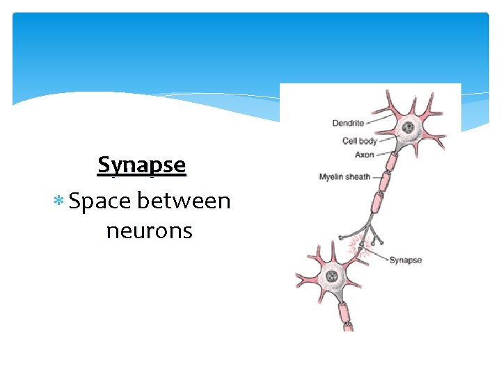 Synapse Space between neurons 