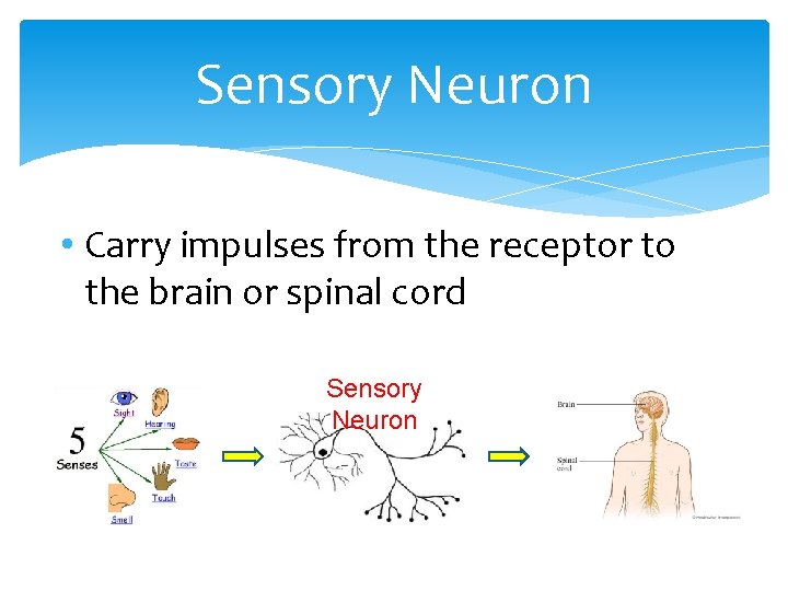 Sensory Neuron • Carry impulses from the receptor to the brain or spinal cord