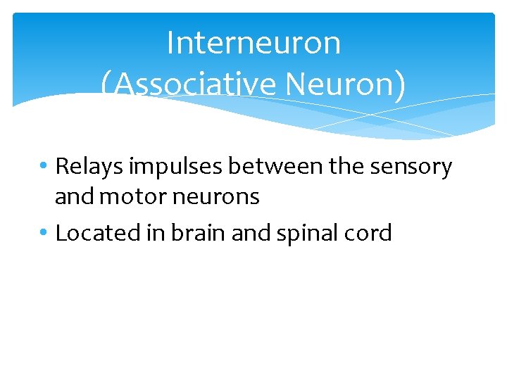 Interneuron (Associative Neuron) • Relays impulses between the sensory and motor neurons • Located