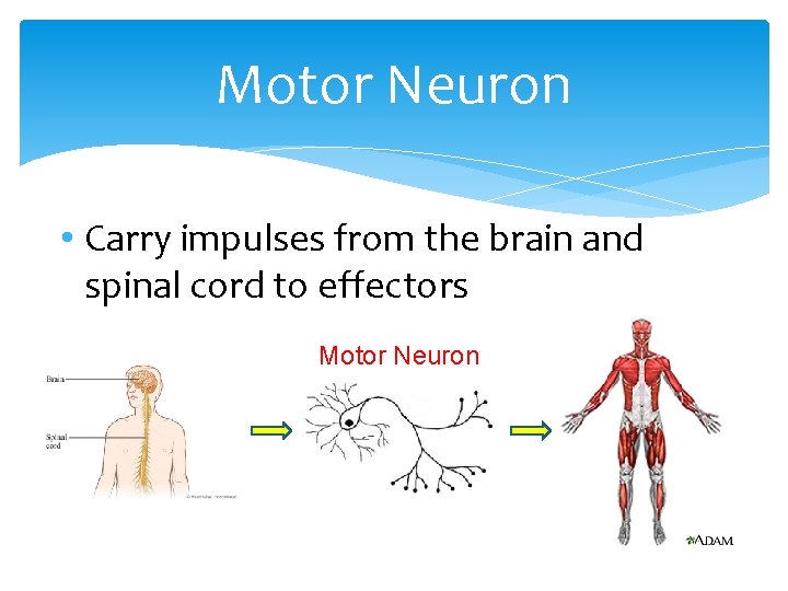 Motor Neuron • Carry impulses from the brain and spinal cord to effectors Motor