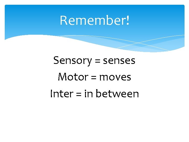 Remember! Sensory = senses Motor = moves Inter = in between 