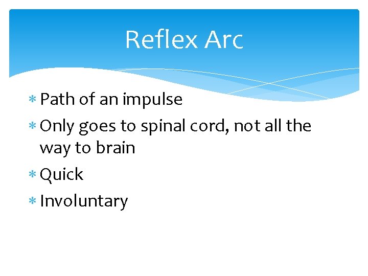 Reflex Arc Path of an impulse Only goes to spinal cord, not all the