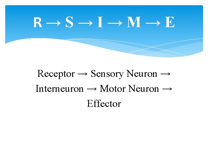 R→S→I→M→E Receptor → Sensory Neuron → Interneuron → Motor Neuron → Effector 