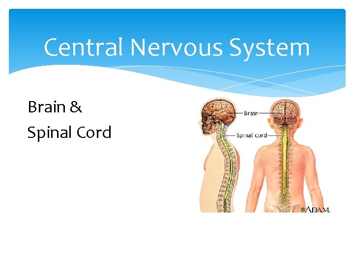 Central Nervous System Brain & Spinal Cord 