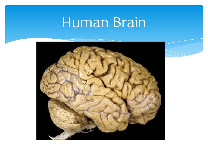 Human Brain 