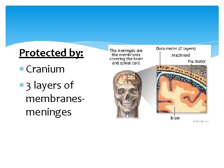 Protected by: Cranium 3 layers of membranesmeninges 