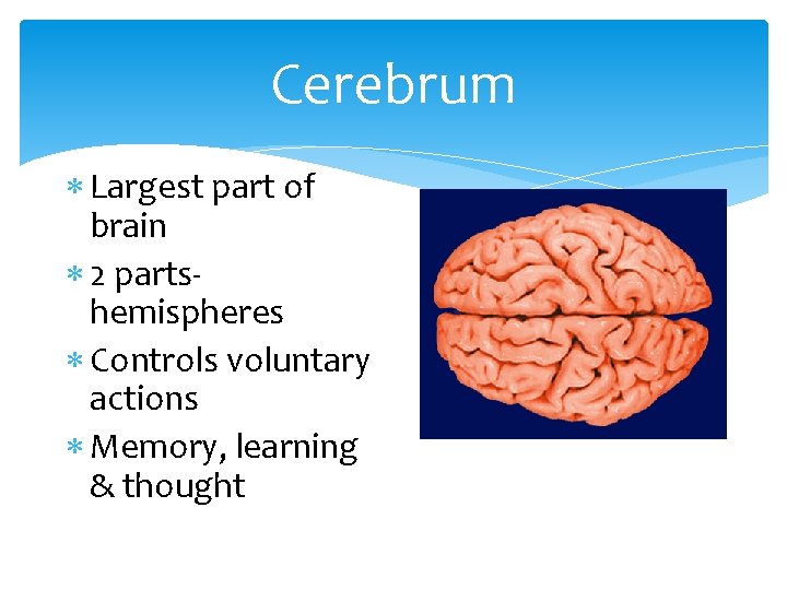 Cerebrum Largest part of brain 2 partshemispheres Controls voluntary actions Memory, learning & thought