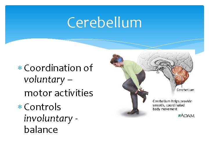 Cerebellum Coordination of voluntary – motor activities Controls involuntary balance 