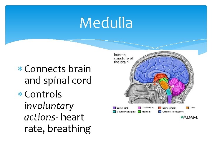 Medulla Connects brain and spinal cord Controls involuntary actions- heart rate, breathing 