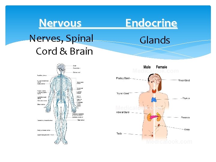 Nervous Nerves, Spinal Cord & Brain Endocrine Glands 