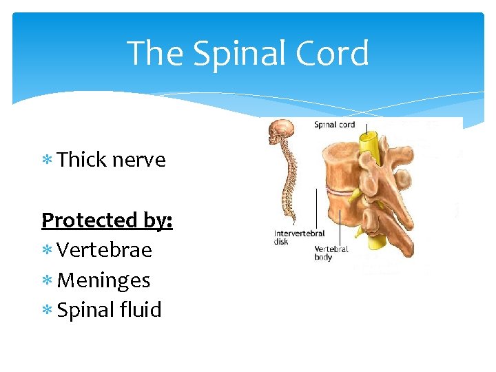 The Spinal Cord Thick nerve Protected by: Vertebrae Meninges Spinal fluid 
