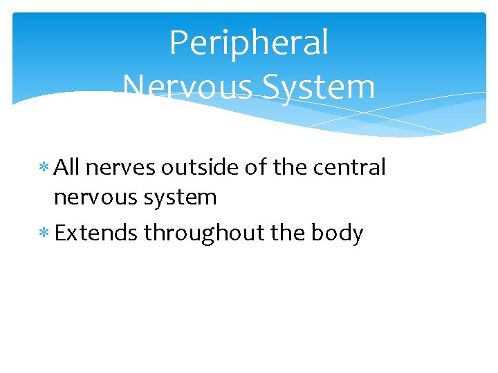 Peripheral Nervous System All nerves outside of the central nervous system Extends throughout the