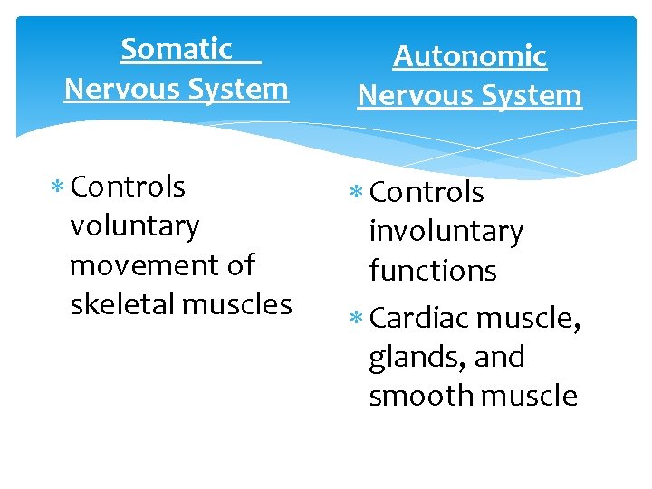 Somatic Nervous System Autonomic Nervous System Controls voluntary movement of skeletal muscles Controls involuntary