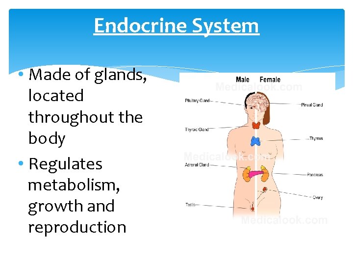 Endocrine System • Made of glands, located throughout the body • Regulates metabolism, growth