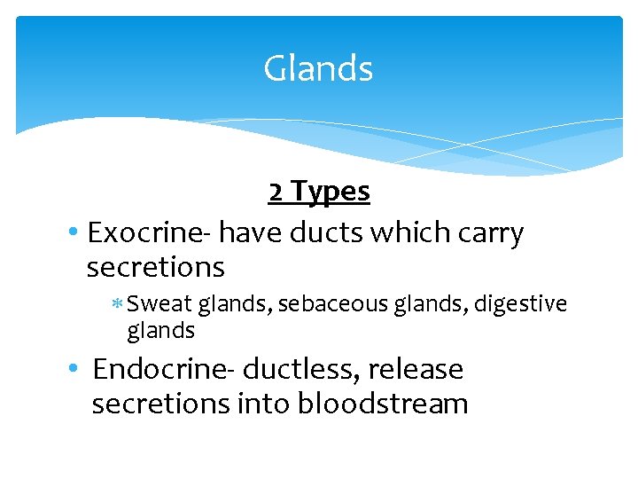 Glands 2 Types • Exocrine- have ducts which carry secretions Sweat glands, sebaceous glands,