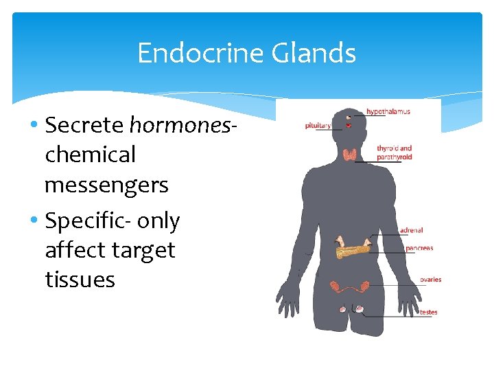 Endocrine Glands • Secrete hormoneschemical messengers • Specific- only affect target tissues 