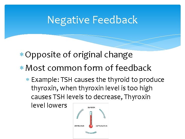 Negative Feedback Opposite of original change Most common form of feedback Example: TSH causes