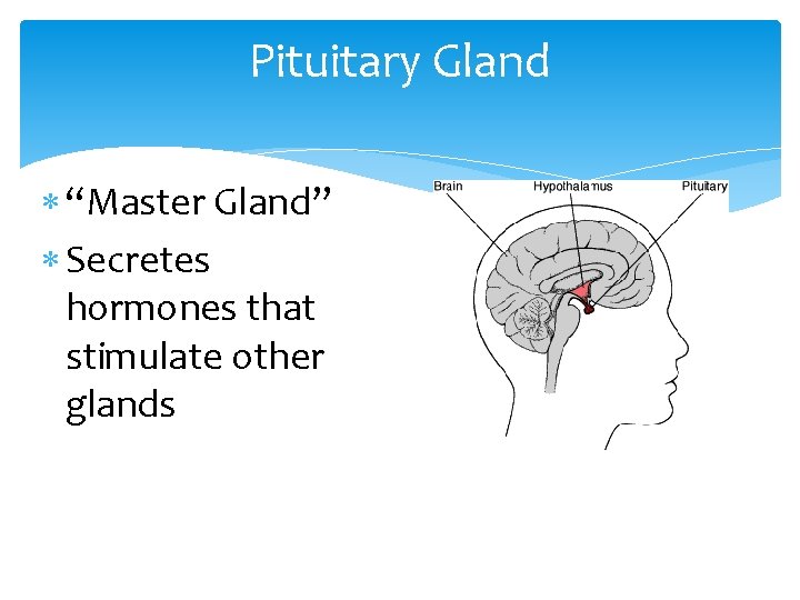 Pituitary Gland “Master Gland” Secretes hormones that stimulate other glands 