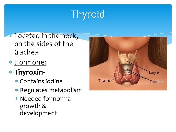 Thyroid Located in the neck, on the sides of the trachea Hormone: Thyroxin Contains