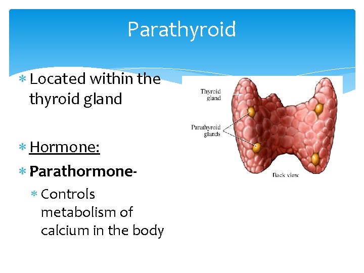 Parathyroid Located within the thyroid gland Hormone: Parathormone Controls metabolism of calcium in the