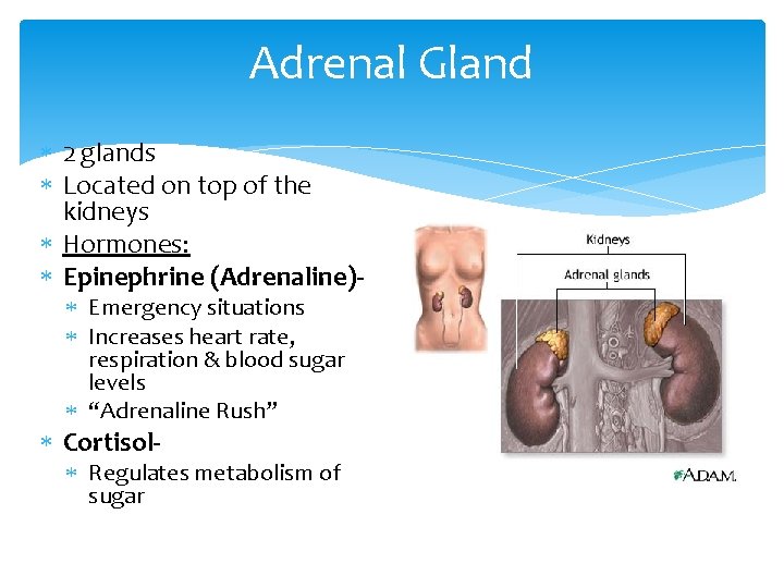 Adrenal Gland 2 glands Located on top of the kidneys Hormones: Epinephrine (Adrenaline) Emergency