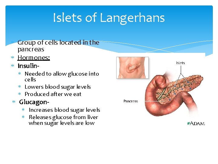 Islets of Langerhans Group of cells located in the pancreas Hormones: Insulin Needed to