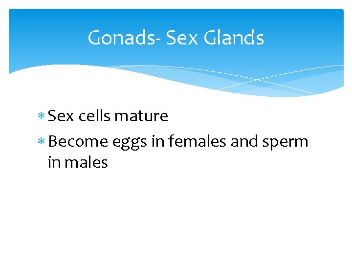 Gonads- Sex Glands Sex cells mature Become eggs in females and sperm in males