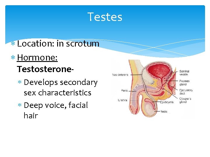Testes Location: in scrotum Hormone: Testosterone Develops secondary sex characteristics Deep voice, facial hair