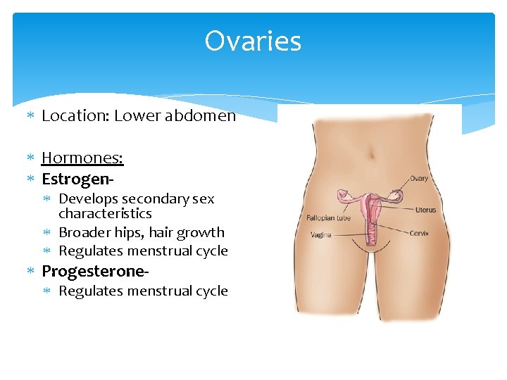 Ovaries Location: Lower abdomen Hormones: Estrogen- Develops secondary sex characteristics Broader hips, hair growth