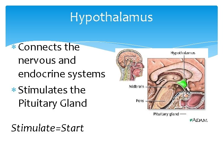 Hypothalamus Connects the nervous and endocrine systems Stimulates the Pituitary Gland Stimulate=Start 