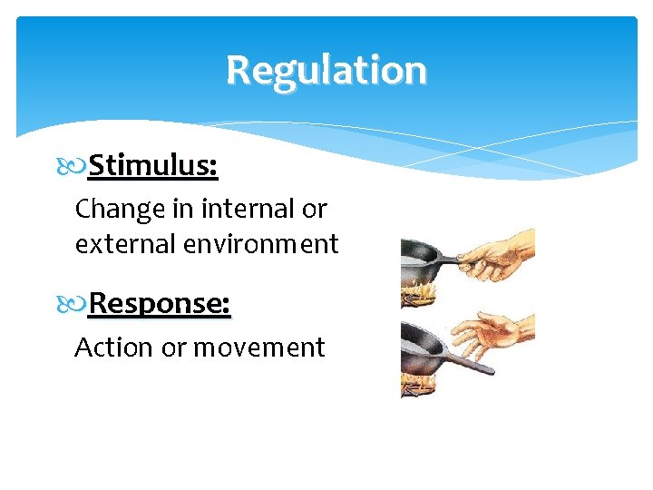 Regulation Stimulus: Change in internal or external environment Response: Action or movement 