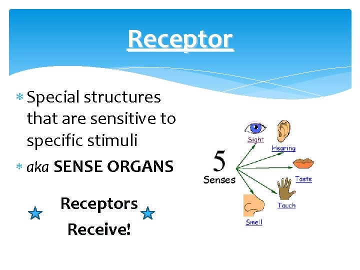 Receptor Special structures that are sensitive to specific stimuli aka SENSE ORGANS Receptors Receive!