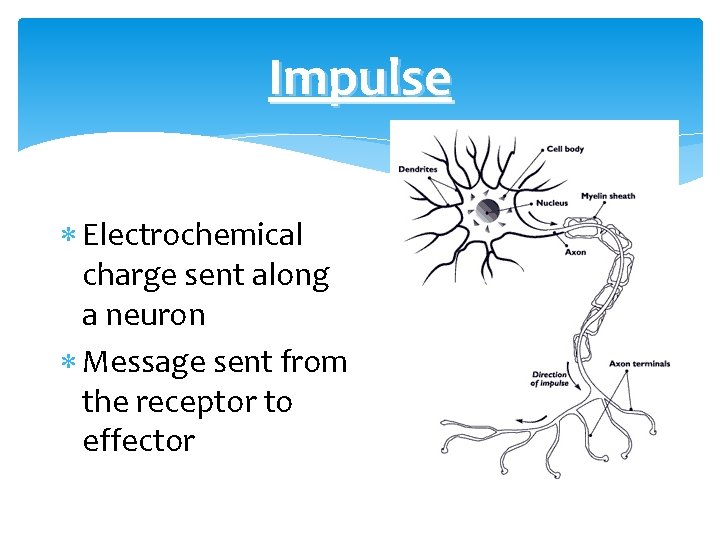 Impulse Electrochemical charge sent along a neuron Message sent from the receptor to effector
