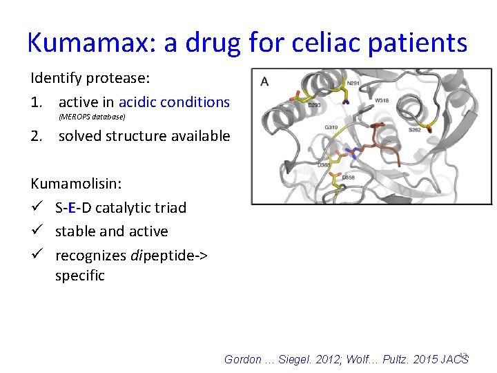 Kumamax: a drug for celiac patients Identify protease: 1. active in acidic conditions (MEROPS